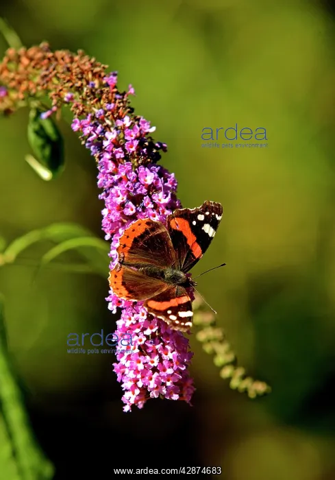 : Red Admiral Butterfly on Lilac : Red Admiral Butterfly on Lilac