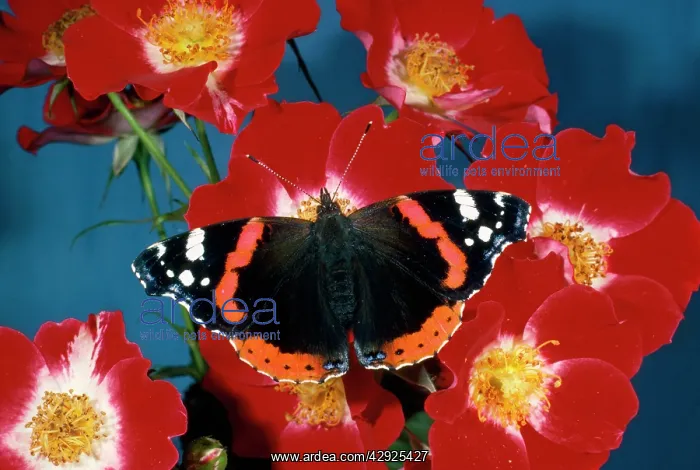 : Red Admiral Butterfly - on rose : Red Admiral Butterfly - on rose