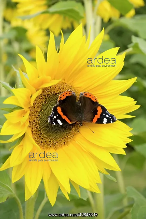 : Red Admiral Butterfly on Sunflower : Red Admiral Butterfly on Sunflower