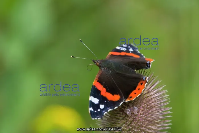 : Red Admiral Butterfly - on teasel : Red Admiral Butterfly - on teasel