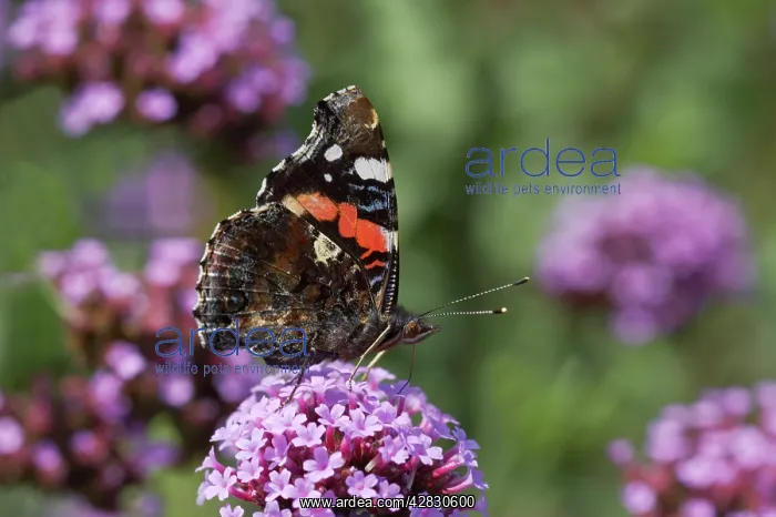 : Red Admiral Butterfly - On Verbena bonariensis flower : Red Admiral Butterfly - On Verbena bonariensis flower