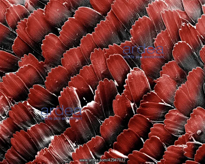 : Red Admiral ButterflyIs Wing Scales : Red Admiral ButterflyIs Wing Scales