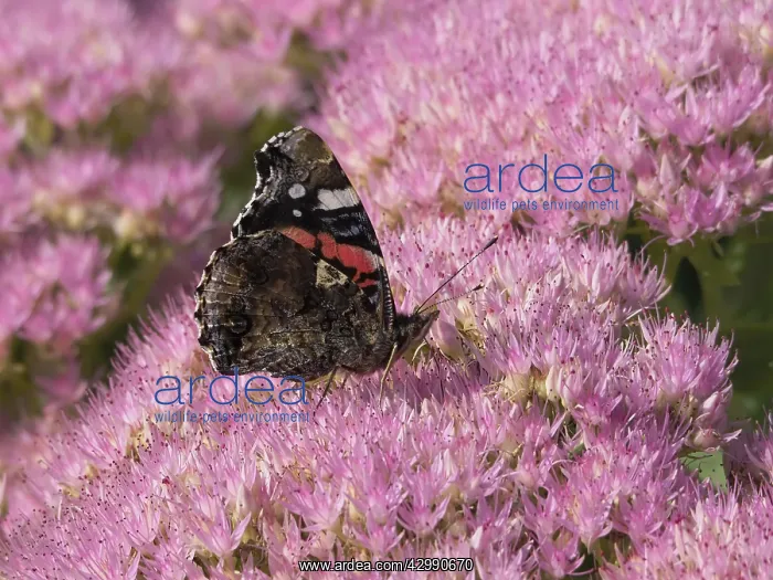 : Red Admiral Butterly - feeding on Sedum Flowers : Red Admiral Butterly - feeding on Sedum Flowers
