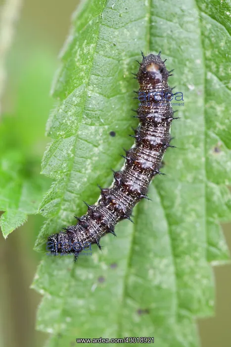 : Red Admiral Caterpillar : Red Admiral Caterpillar