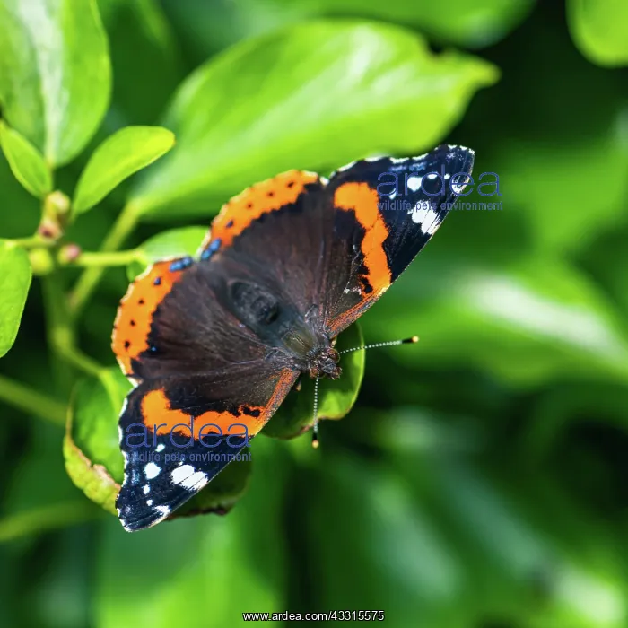 : Red Admiral (Vanessa atalanta), Butterfly on green leaf : Red Admiral (Vanessa atalanta), Butterfly on green leaf