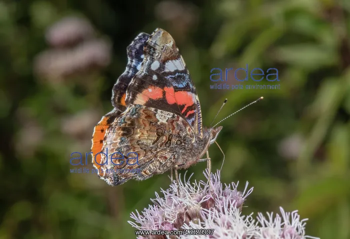 : Red Admiral, Vanessa atalanta, feeding on Hemp A : Red Admiral, Vanessa atalanta, feeding on Hemp A