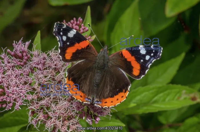: Red Admiral, Vanessa atalanta feeding on Hemp Agrimony : Red Admiral, Vanessa atalanta feeding on Hemp Agrimony