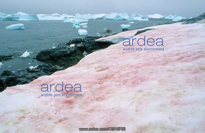 : Red Algae / Red Snow - on snow : Red Algae / Red Snow - on snow