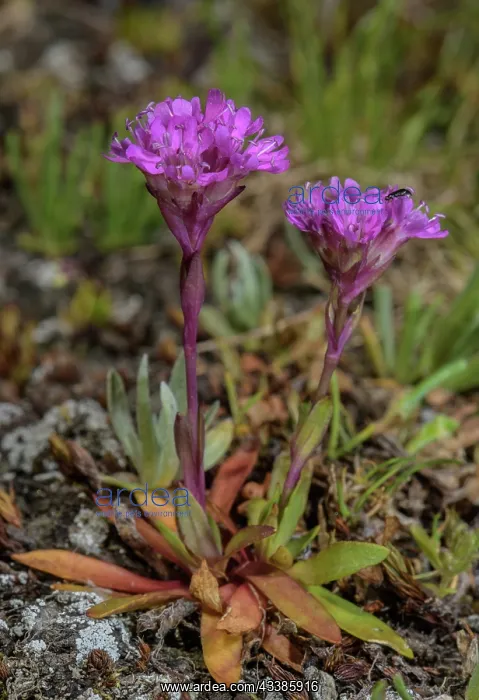 : Red Alpine catchfly, Silene suecica, in flower i : Red Alpine catchfly, Silene suecica, in flower i