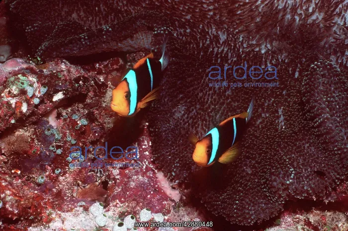  : Red-and-Black  /  Black  /  Dusky ANEMONE FISH  /  Fire