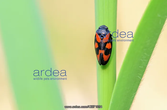 : Red-and-black Froghopper : Red-and-black Froghopper