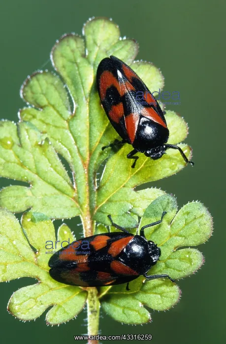 : Red-and-black Froghopper : Red-and-black Froghopper