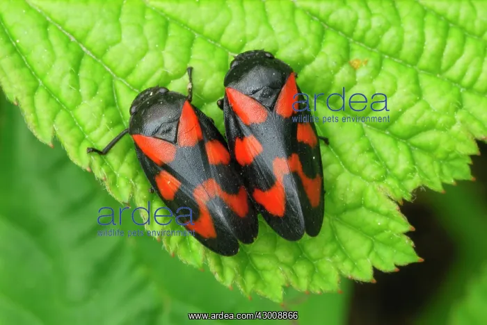 : Red-and-black Froghopper Gemeine Blutzikade mating : Red-and-black Froghopper Gemeine Blutzikade mating