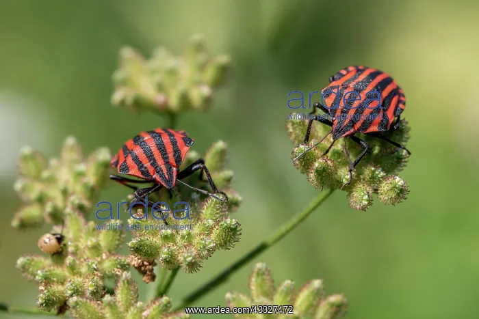 : Red-and-black striped shieldbugs (Graphosoma ita : Red-and-black striped shieldbugs (Graphosoma ita