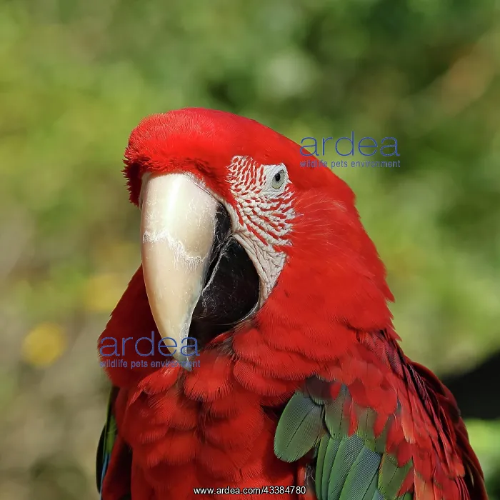 : Red-and-green macaw (Ara chloroptera), animal portrait : Red-and-green macaw (Ara chloroptera), animal portrait
