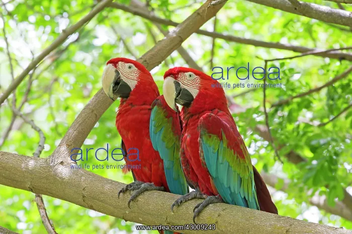 : Red-and-green Macaw / Green-winged Macaw : Red-and-green Macaw / Green-winged Macaw