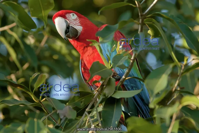 : Red-and-green Macaw / Red and Green Macaw - one : Red-and-green Macaw / Red and Green Macaw - one