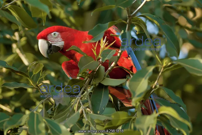 : Red-and-green Macaw / Red and Green Macaw - one : Red-and-green Macaw / Red and Green Macaw - one
