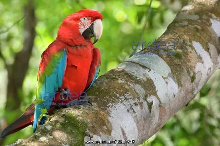 : Red-and-green Macaw / Red and Green Macaw - one : Red-and-green Macaw / Red and Green Macaw - one