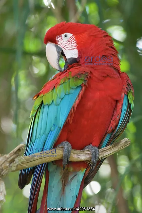 : Red-and-green Macaw / Red and Green Macaw - one : Red-and-green Macaw / Red and Green Macaw - one