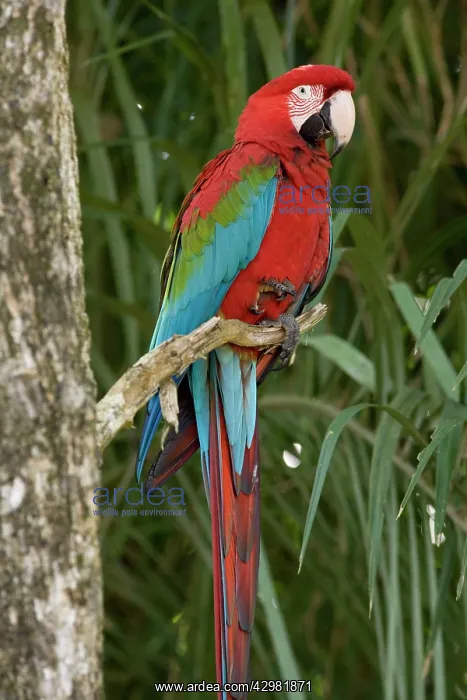 : Red-and-green Macaw / Red and Green Macaw - one : Red-and-green Macaw / Red and Green Macaw - one
