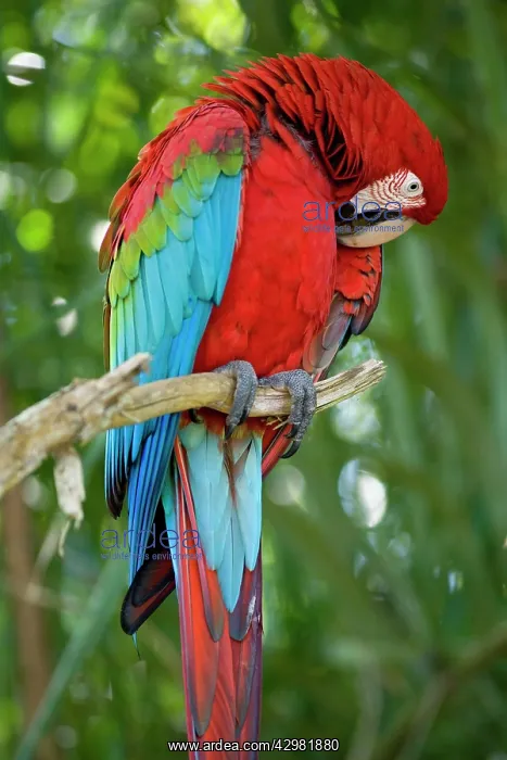 : Red-and-green Macaw / Red and Green Macaw - one : Red-and-green Macaw / Red and Green Macaw - one