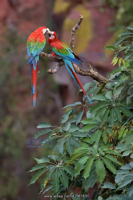 : Red-and-green Macaw / Red and Green Macaw - two : Red-and-green Macaw / Red and Green Macaw - two