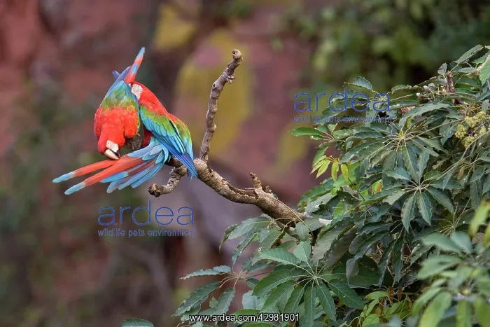 : Red-and-green Macaw / Red and Green Macaw - two : Red-and-green Macaw / Red and Green Macaw - two