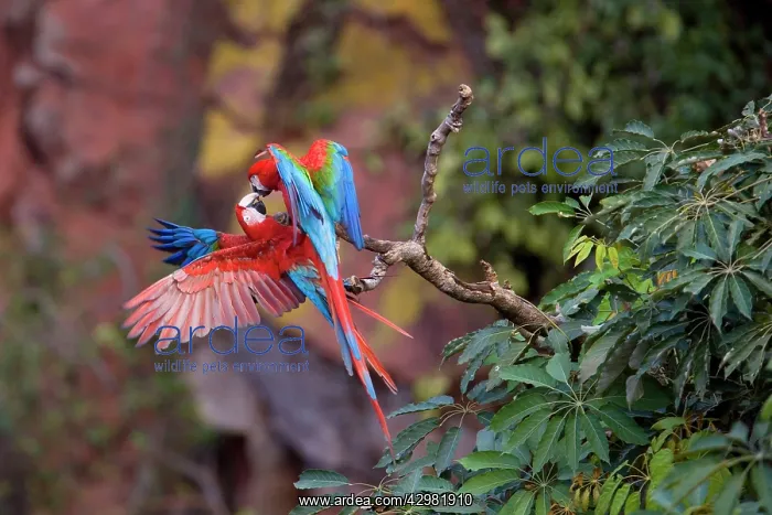 : Red-and-green Macaw / Red and Green Macaw - two : Red-and-green Macaw / Red and Green Macaw - two