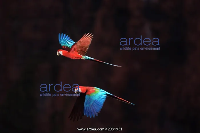 : Red-and-green Macaw / Red and Green Macaw - two : Red-and-green Macaw / Red and Green Macaw - two