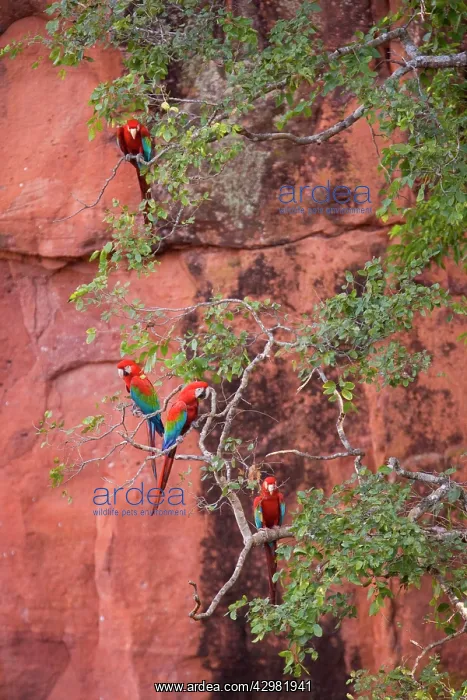 : Red-and-green Macaw / Red and Green Macaw - four : Red-and-green Macaw / Red and Green Macaw - four
