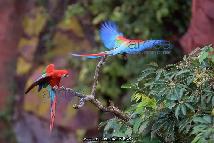 : Red-and-green Macaw / Red and Green Macaw - two : Red-and-green Macaw / Red and Green Macaw - two