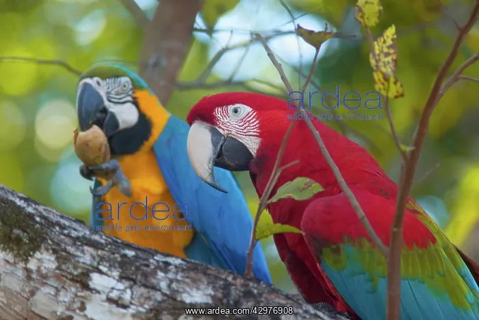 : Red-and-green Macaw / Red and Green Macaw and Blue-and-Yello : Red-and-green Macaw / Red and Green Macaw and Blue-and-Yello