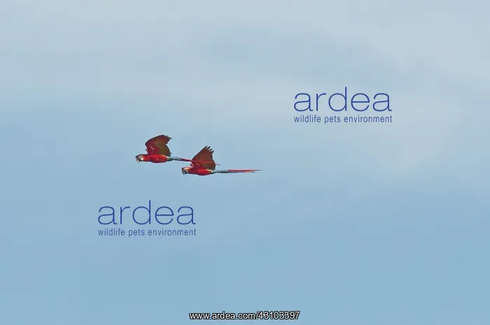 : Red-and-green macaws : Red-and-green macaws