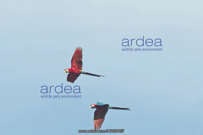 : Red-and-green macaws : Red-and-green macaws