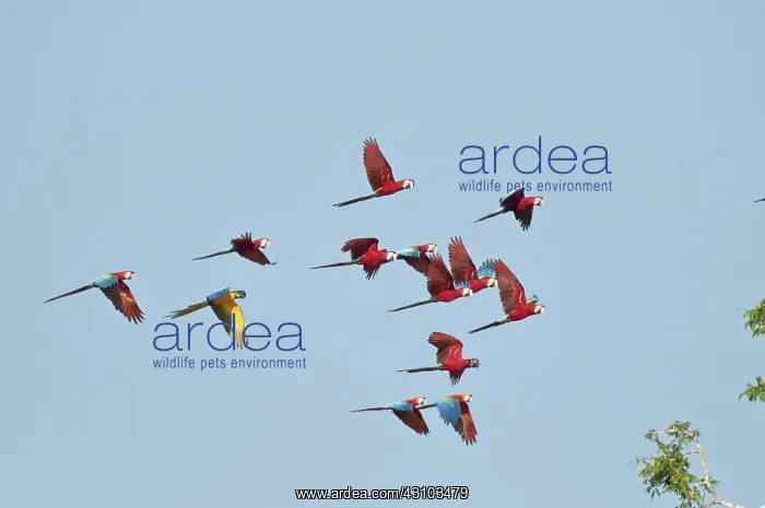 : Red-and-green macaws : Red-and-green macaws
