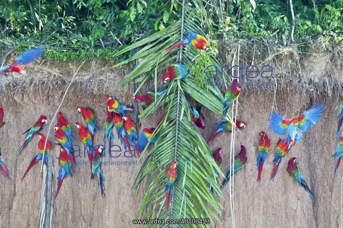 : Red-and-green macaws at clay lick : Red-and-green macaws at clay lick