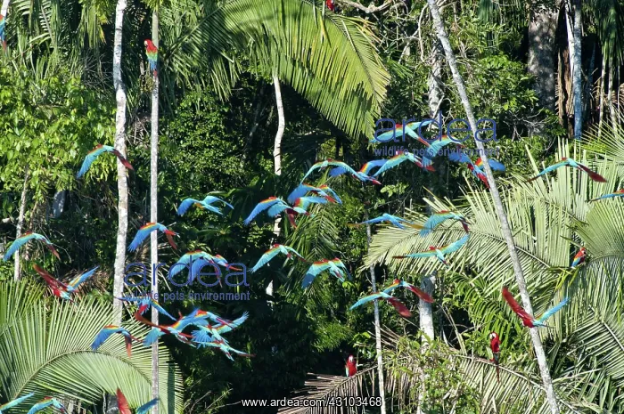 : Red-and-green macaws in flight : Red-and-green macaws in flight