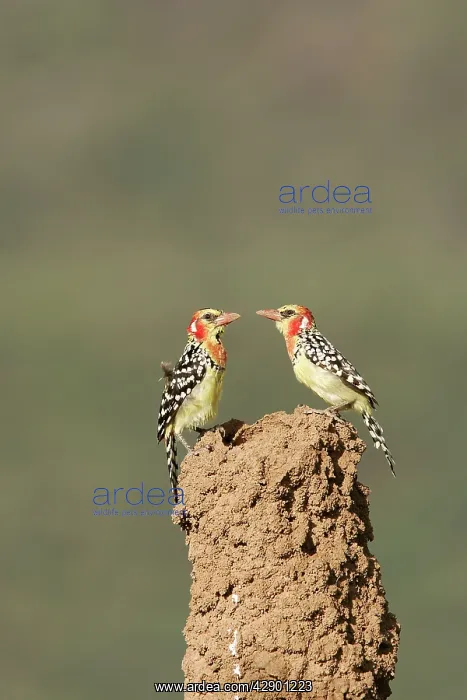 : Red-and-Yellow Barbet - pair at nest built in termite : Red-and-Yellow Barbet - pair at nest built in termite