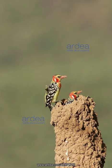 : Red-and-Yellow Barbet - pair at nest built in termite mound