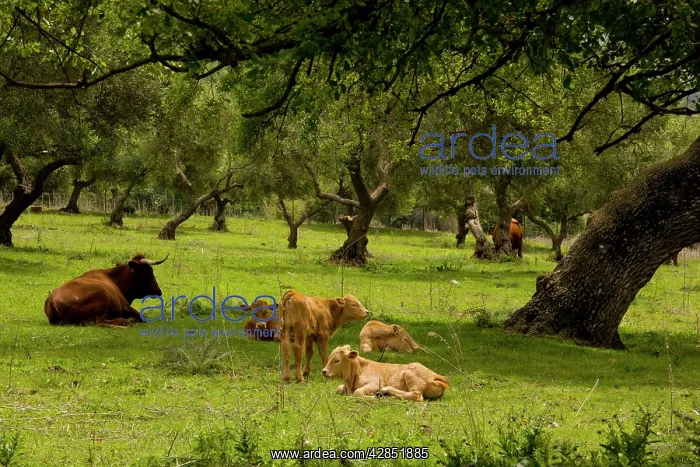 : Red Andalucian cattle with calves grazing in Holm Oak dehesa : Red Andalucian cattle with calves grazing in Holm Oak dehesa