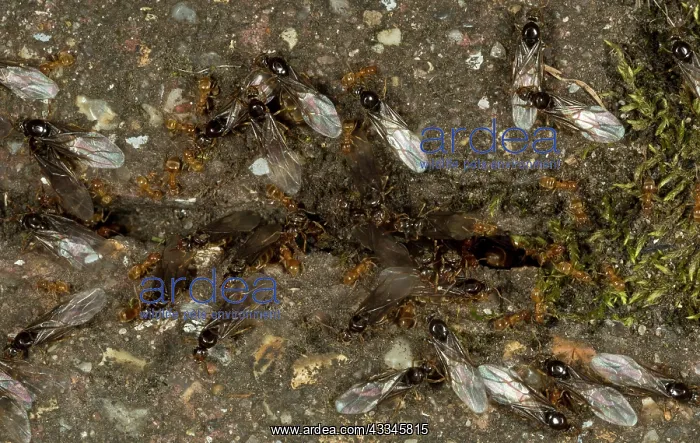 : Red Ant - emergence in garden on a hot August day : Red Ant - emergence in garden on a hot August day