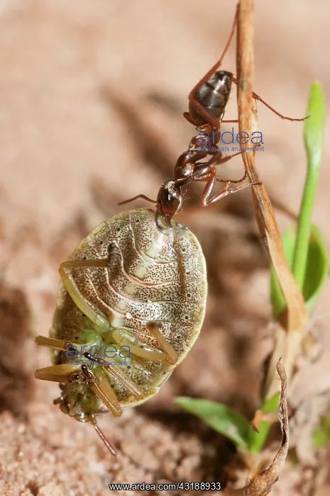 : Red Ant (Formica rufa) carrying a stink bug (Palomena : Red Ant (Formica rufa) carrying a stink bug (Palomena