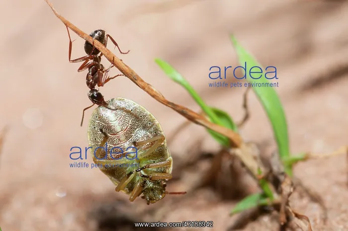 : Red Ant (Formica rufa) carrying a stink bug (Palomena : Red Ant (Formica rufa) carrying a stink bug (Palomena