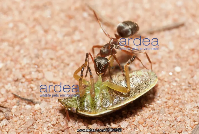 : Red Ant (Formica rufa) cutting the legs of a stink : Red Ant (Formica rufa) cutting the legs of a stink