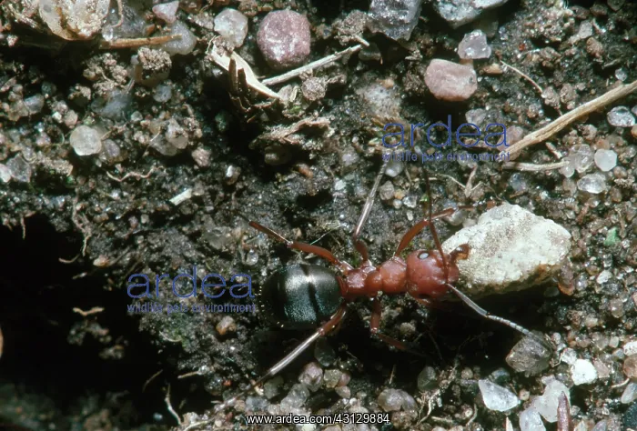 : Red Ant Worker : Red Ant Worker