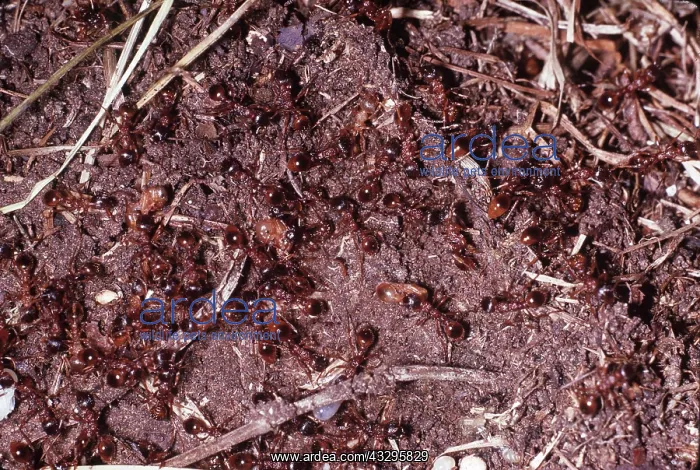 : RED ANTS : RED ANTS