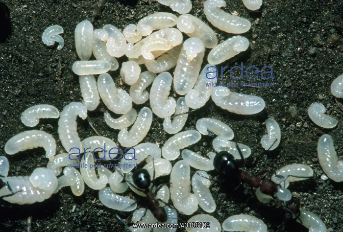  : Red Ants and Larvae