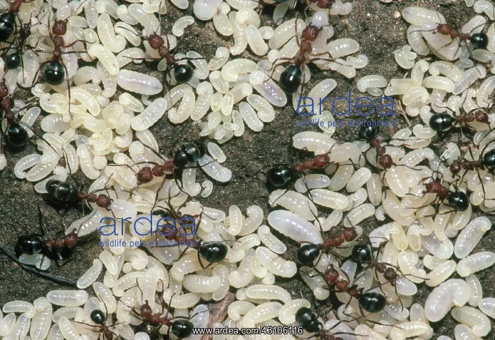 : Red Ants and Larvae : Red Ants and Larvae