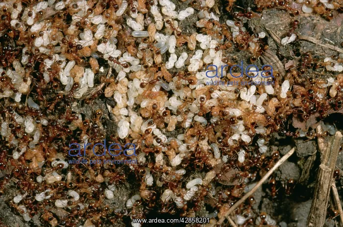  : RED ANTS NEST